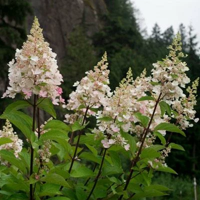 Brighter Blooms Shrubs & Hedges Candelabra™ Hydrangea Shrub 5 Brighter Blooms Shrubs & Hedges Candelabra™ Hydrangea Shrub
