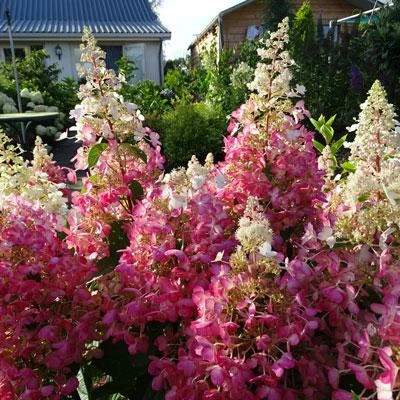 Brighter Blooms Shrubs & Hedges Candelabra™ Hydrangea Shrub 2 Brighter Blooms Shrubs & Hedges Candelabra™ Hydrangea Shrub