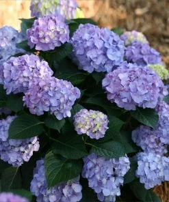 Brighter Blooms Let's Dance® Blue Jangles Hydrangea Shrub Shrubs & Hedges