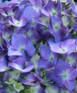 NO WARRANTY Let's Dance Blue Jangles Hydrangea Shrub