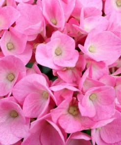 NO WARRANTY Let's Dance Blue Jangles Hydrangea Shrub