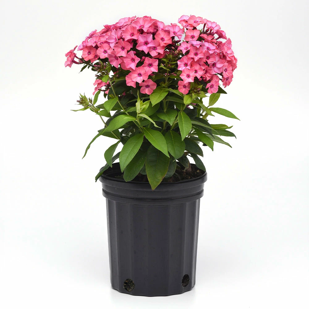 Brighter Blooms Super Ka-Pow™ Coral Phlox Perennials 3 Brighter Blooms Super Ka-Pow™ Coral Phlox Perennials