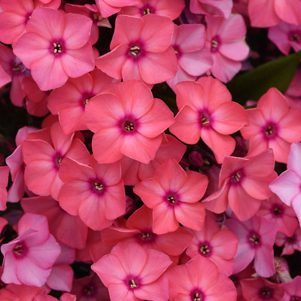 Brighter Blooms Super Ka-Pow™ Coral Phlox Perennials 2 Brighter Blooms Super Ka-Pow™ Coral Phlox Perennials