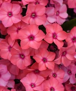 Brighter Blooms Super Ka-Pow™ Coral Phlox Perennials