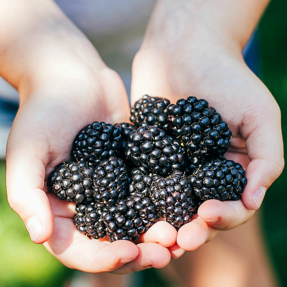 Brighter Blooms Kiowa Blackberry Bush 4 Brighter Blooms Kiowa Blackberry Bush