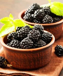 Brighter Blooms Kiowa Blackberry Bush 6 Brighter Blooms Kiowa Blackberry Bush