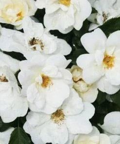 Brighter Blooms White Knock Out® Rose Shrubs & Hedges