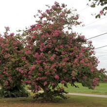 Brighter Blooms Flowering Trees Hong Kong Orchid Tree