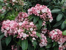 Brighter Blooms Shrubs & Hedges Olympic Fire Mountain Laurel Shrub