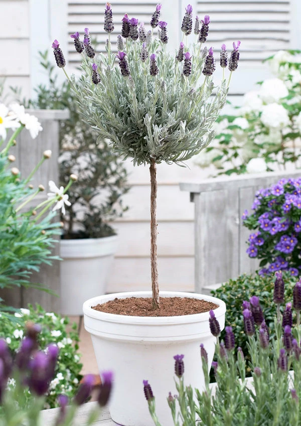 Brighter Blooms Flowering Trees Lavender Standard Topiary Tree 3 Brighter Blooms Flowering Trees Lavender Standard Topiary Tree