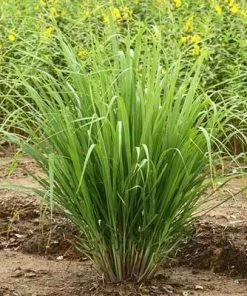Brighter Blooms Lemon Grass Ornamental Grasses