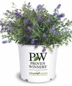 Brighter Blooms Lo And Behold Bluechip Butterfly Bush SHOP ALL