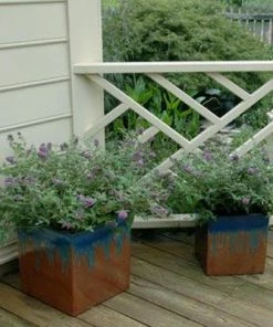 Brighter Blooms Lo And Behold Bluechip Butterfly Bush SHOP ALL