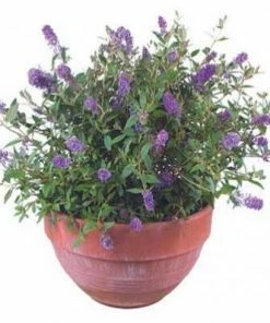 Brighter Blooms Lo And Behold Bluechip Butterfly Bush SHOP ALL