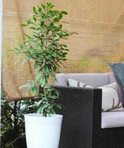 Brighter Blooms Fruit Trees Miracle Berry Plant 8 Brighter Blooms Fruit Trees Miracle Berry Plant