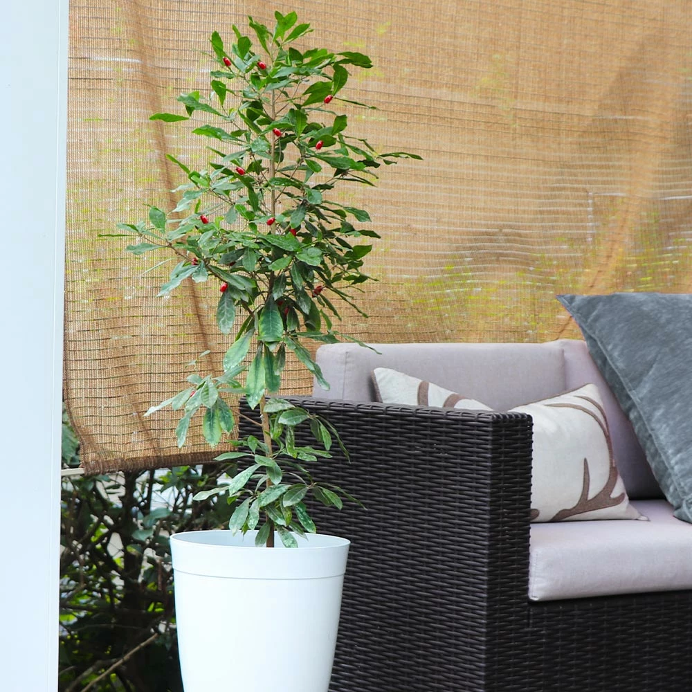 Brighter Blooms Fruit Trees Miracle Berry Plant 4 Brighter Blooms Fruit Trees Miracle Berry Plant