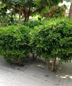 Brighter Blooms Fruit Trees Miracle Berry Plant 9 Brighter Blooms Fruit Trees Miracle Berry Plant