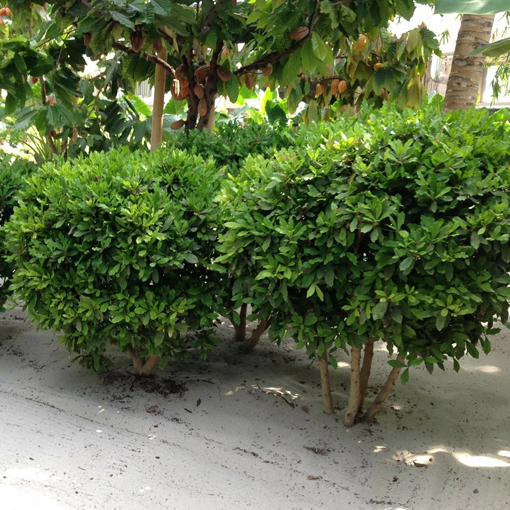 Brighter Blooms Fruit Trees Miracle Berry Plant 5 Brighter Blooms Fruit Trees Miracle Berry Plant