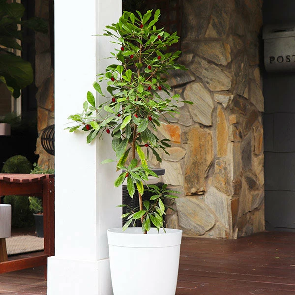 Brighter Blooms Fruit Trees Miracle Berry Plant 1 Brighter Blooms Fruit Trees Miracle Berry Plant