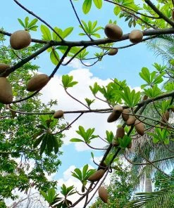 Brighter Blooms Fruit Trees Mamey Fruit Tree (Sapote) 8 Brighter Blooms Fruit Trees Mamey Fruit Tree (Sapote)