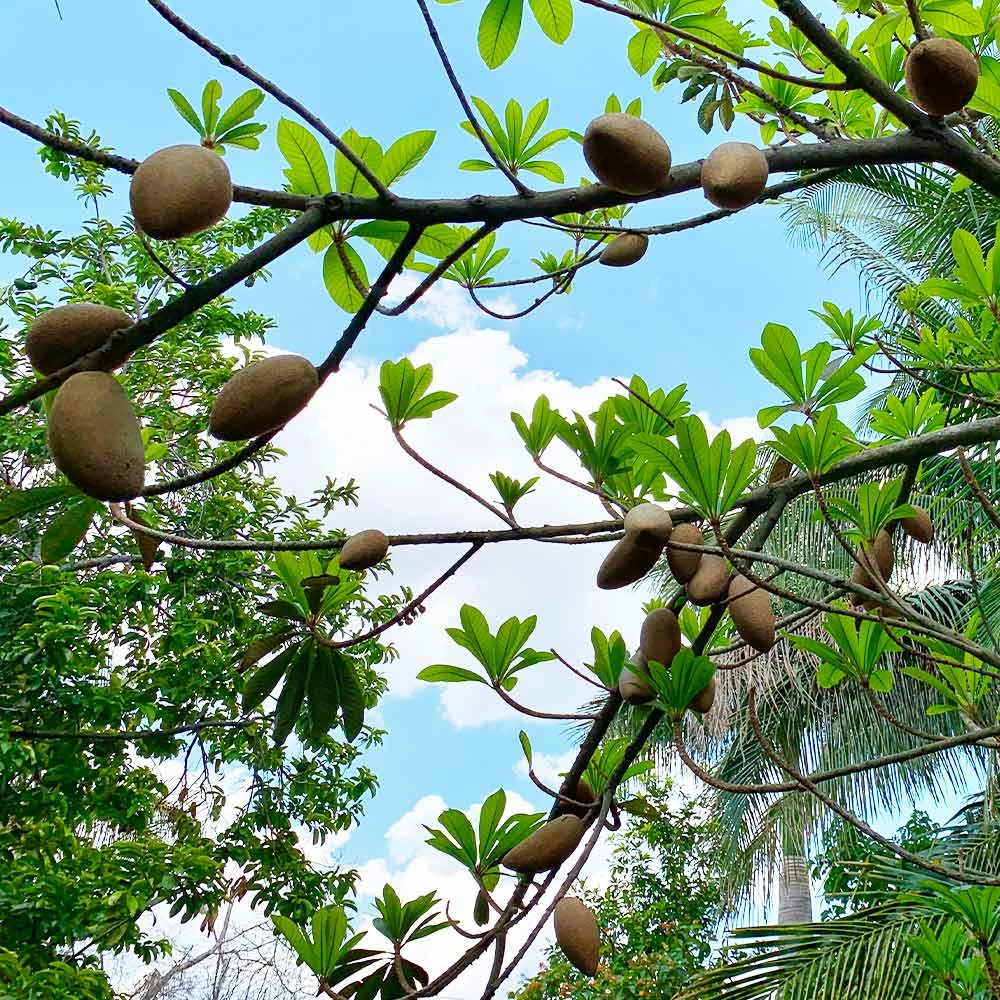 Brighter Blooms Fruit Trees Mamey Fruit Tree (Sapote) 4 Brighter Blooms Fruit Trees Mamey Fruit Tree (Sapote)