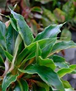 Brighter Blooms SHOP ALL Mandarin Plant 6 Brighter Blooms SHOP ALL Mandarin Plant