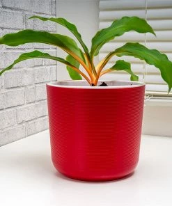 Brighter Blooms SHOP ALL Mandarin Plant