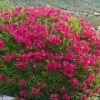 Brighter Blooms Red Oleander Shrub