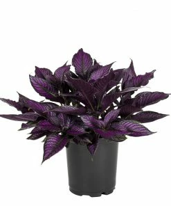 No Warranty Persian Shield