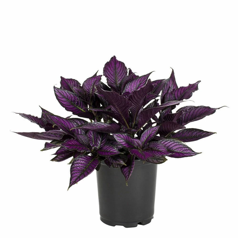 No Warranty Persian Shield 2 No Warranty Persian Shield