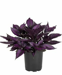 No Warranty Persian Shield