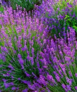 Brighter Blooms Phenomenal Lavender Plant