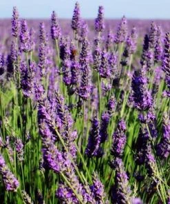 Brighter Blooms Phenomenal Lavender Plant