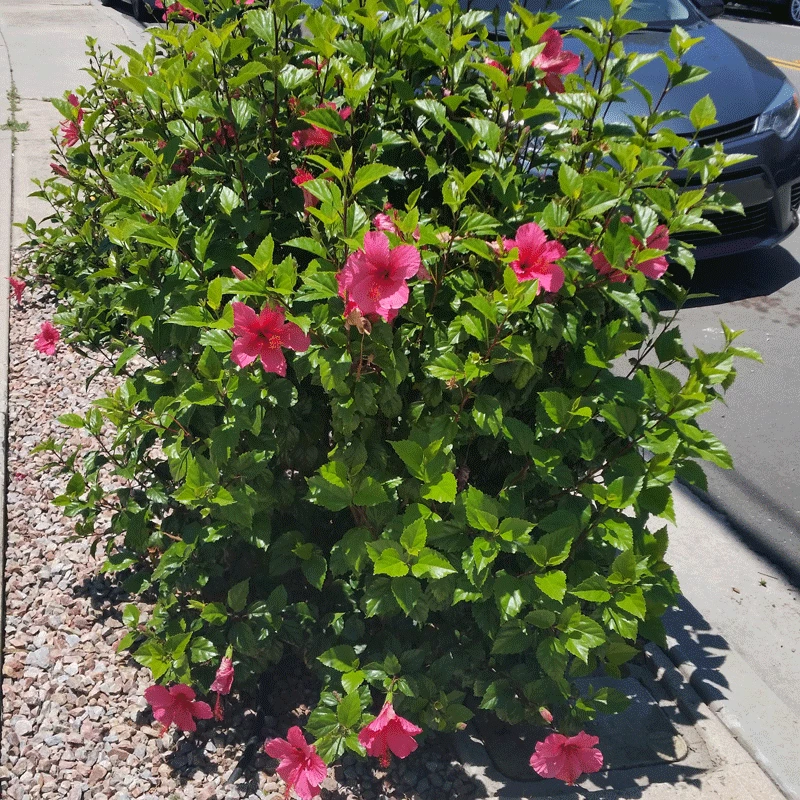 Brighter Blooms Pink Tropical Hibiscus Shrub 3 Brighter Blooms Pink Tropical Hibiscus Shrub