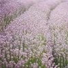 Brighter Blooms Ellagance Pink Lavender Plant