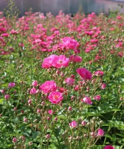 Brighter Blooms Roses Pretty Polly® Pink Rose