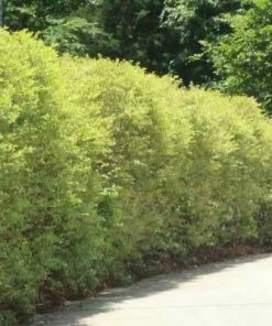 Brighter Blooms Chinese Variegated Privet Shrub