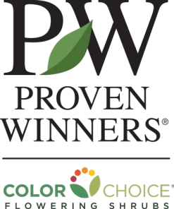 Brighter Blooms My Monet Weigela Shrub 11 Brighter Blooms My Monet Weigela Shrub