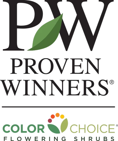 Brighter Blooms My Monet Weigela Shrub 6 Brighter Blooms My Monet Weigela Shrub