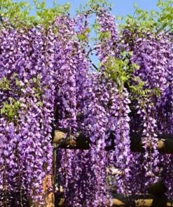 Brighter Blooms SHOP ALL Purple Wisteria Vine