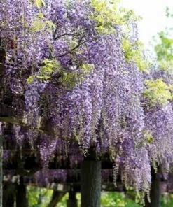 Brighter Blooms SHOP ALL Purple Wisteria Vine
