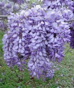 Brighter Blooms SHOP ALL Purple Wisteria Vine