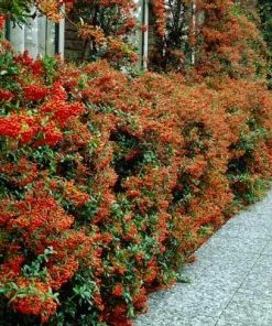 Brighter Blooms Pyracantha Mohave Shrub Evergreen & Privacy