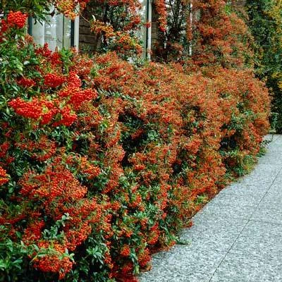 Brighter Blooms Pyracantha Mohave Shrub Evergreen & Privacy 2 Brighter Blooms Pyracantha Mohave Shrub Evergreen & Privacy