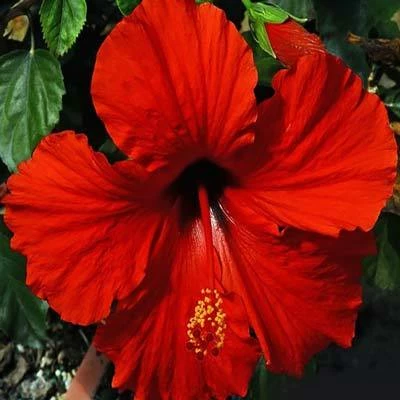 Brighter Blooms President's Red Hibiscus Shrub SHOP ALL 2 Brighter Blooms President's Red Hibiscus Shrub SHOP ALL