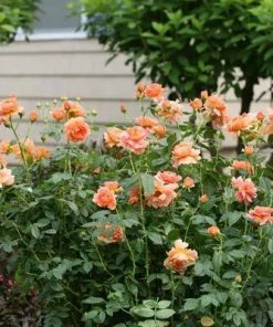 Brighter Blooms At Last® Rose