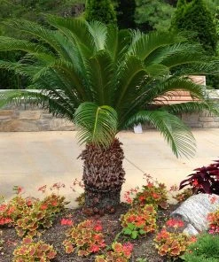 Brighter Blooms Sago Palm Tree Palm Trees
