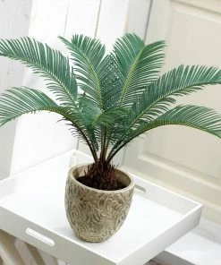 Brighter Blooms Sago Palm Tree Palm Trees