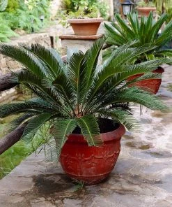 Brighter Blooms Sago Palm Tree Palm Trees