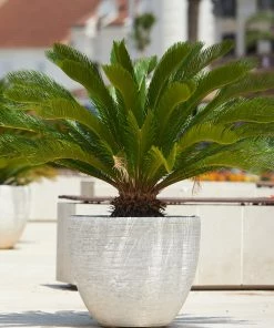 Brighter Blooms Sago Palm Tree Palm Trees